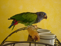 Blue-headed Parrot